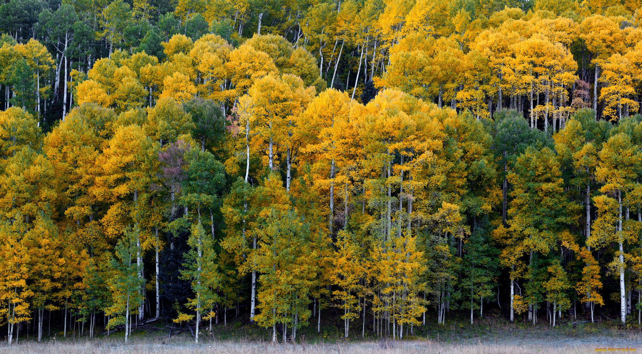 ridgway, colorado, , , , , , 